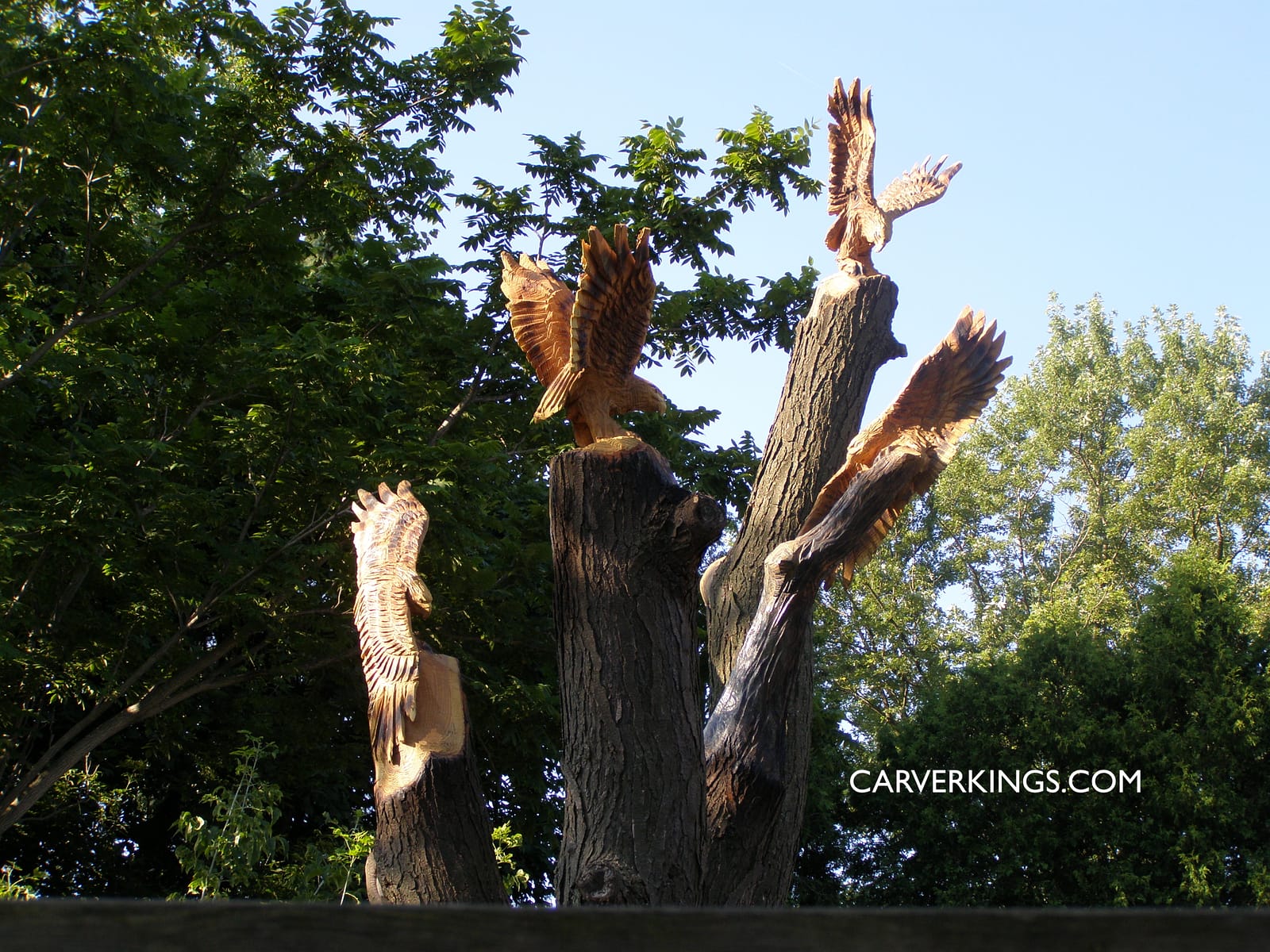 Carving, Hawks, Red Tailed Hawk